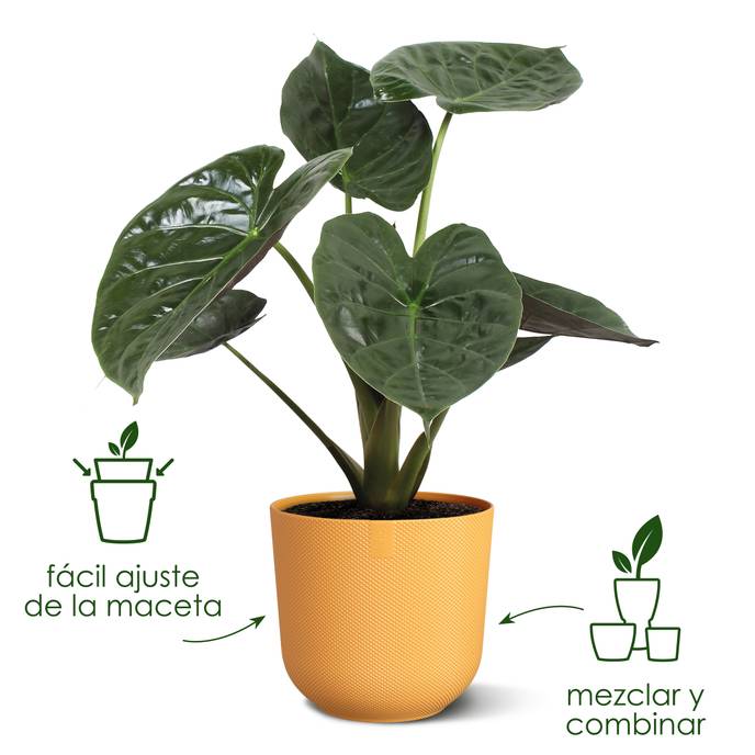 jazz round 19cm amarillo ámbar